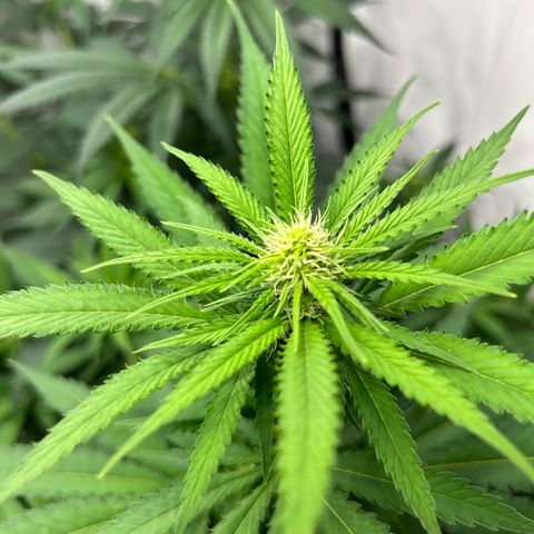 Special Kush #1 growlog timeline photo