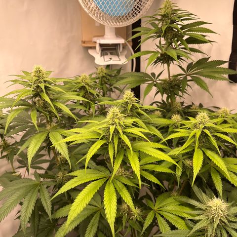 Special Kush #1 growlog timeline photo