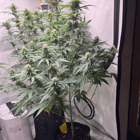 Special Kush #1 growlog timeline photo