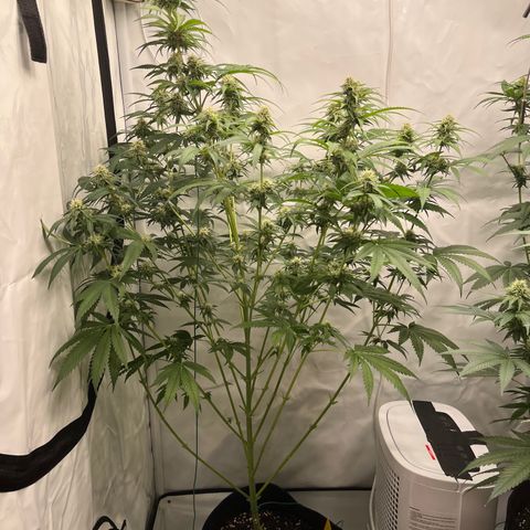Special Kush #1 growlog timeline photo