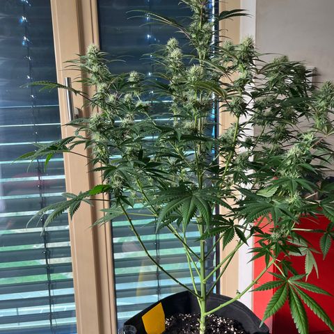 Special Kush #1 growlog timeline photo