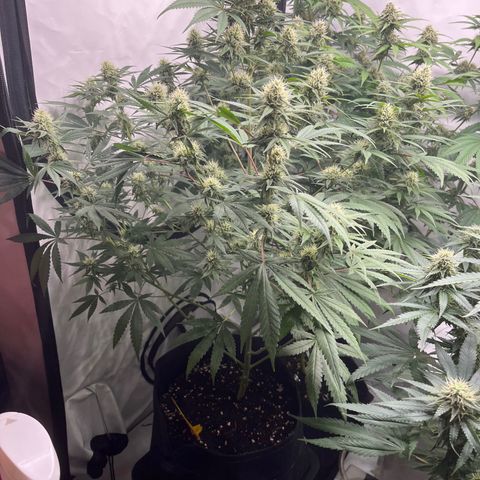 Special Kush #1 growlog timeline photo