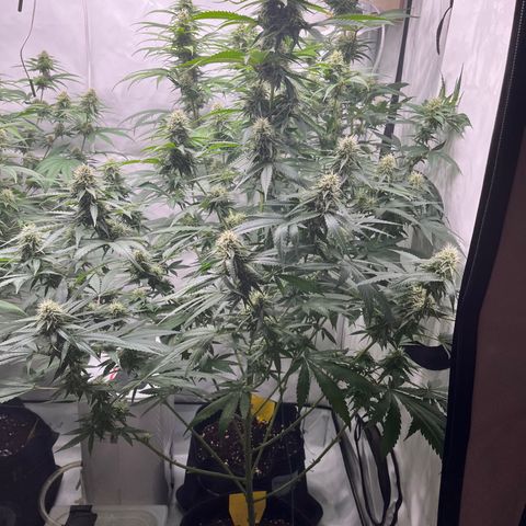 Special Kush #1 growlog timeline photo