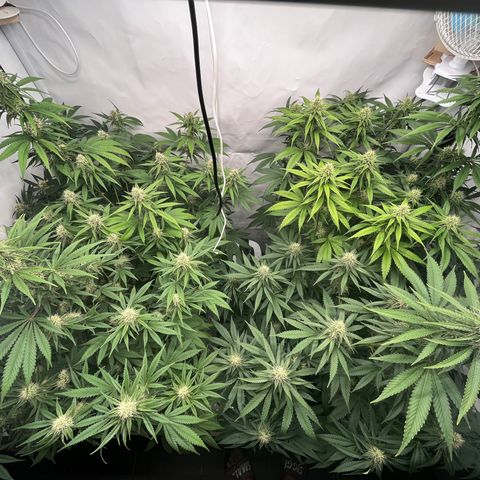 Special Kush #1 growlog timeline photo