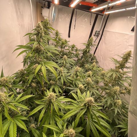 Special Kush #1 growlog timeline photo