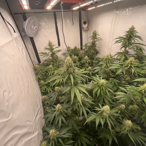 Special Kush #1 growlog timeline photo