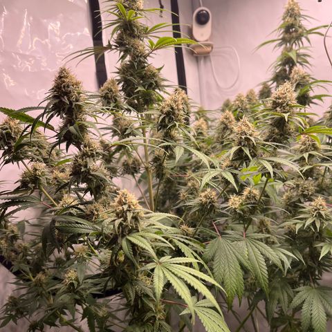 Special Kush #1 growlog photo: Flowerday 43