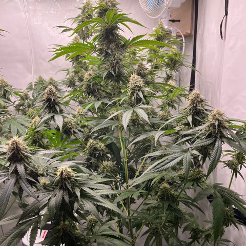 Special Kush #1 growlog photo: Flowerday 43