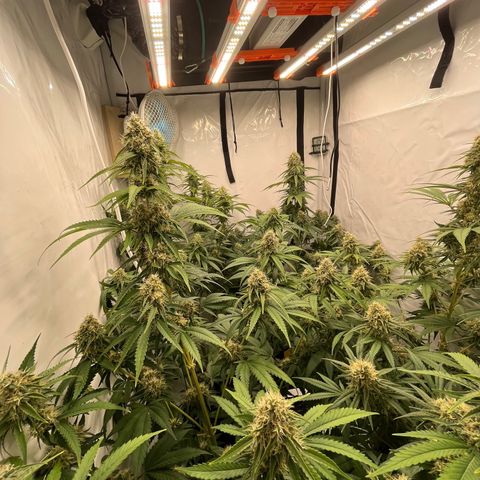 Special Kush #1 growlog photo: Flowerday 43