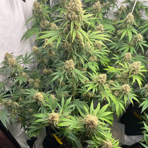 Special Kush #1 growlog timeline photo