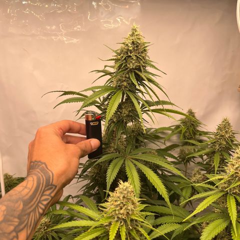 Special Kush #1 growlog timeline photo