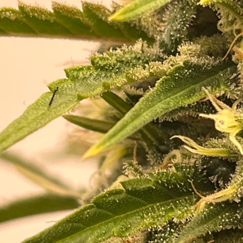 Special Kush #1 growlog timeline photo