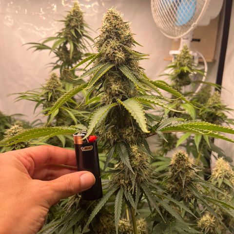 Special Kush #1 growlog timeline photo