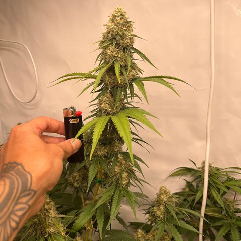 Special Kush #1 growlog timeline photo