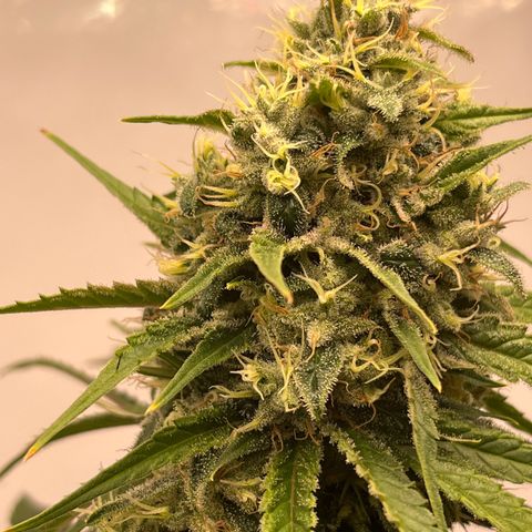 Special Kush #1 growlog timeline photo