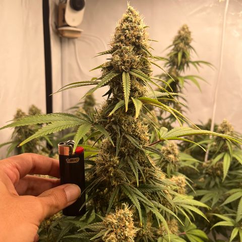 Special Kush #1 growlog timeline photo
