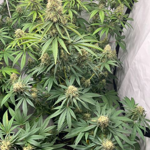 Special Kush #1 growlog timeline photo