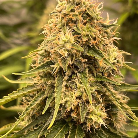 Special Kush #1 growlog timeline photo
