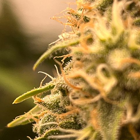 Special Kush #1 growlog timeline photo