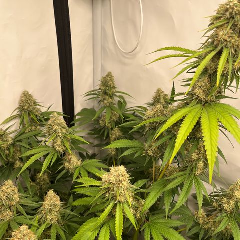 Special Kush #1 growlog timeline photo