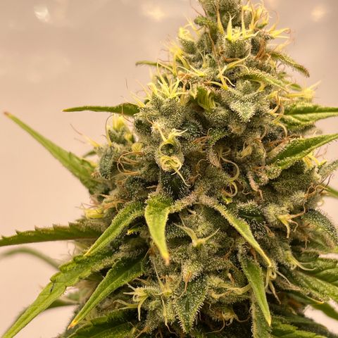 Special Kush #1 growlog timeline photo