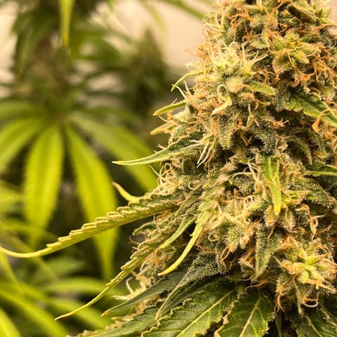 Special Kush #1 growlog timeline photo