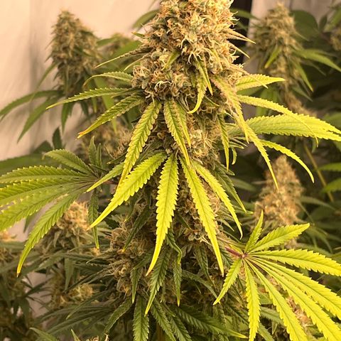 Special Kush #1 growlog timeline photo