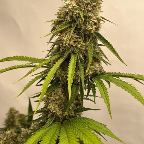 Special Kush #1 growlog timeline photo