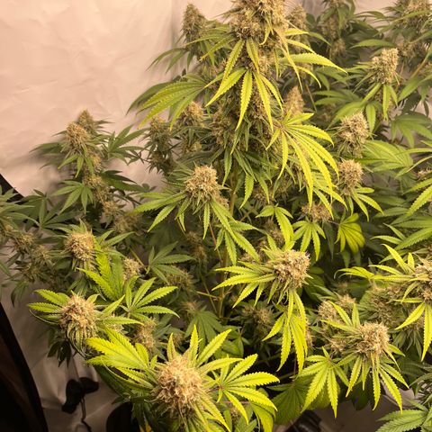 Special Kush #1 growlog timeline photo