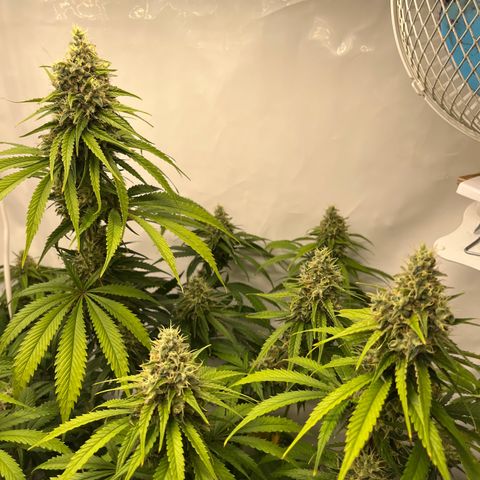 Special Kush #1 growlog timeline photo