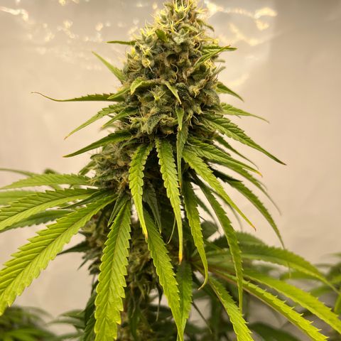 Special Kush #1 growlog timeline photo