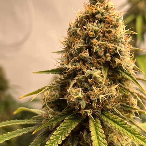 Special Kush #1 growlog timeline photo
