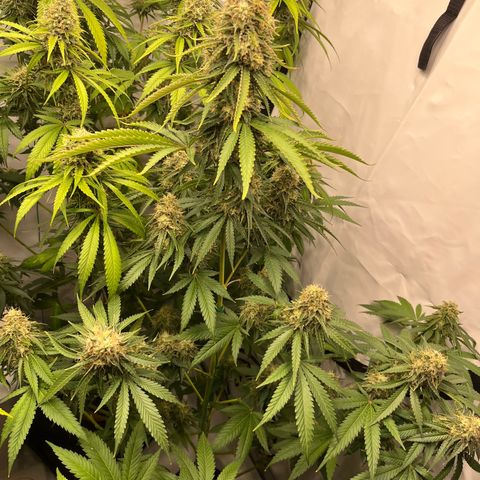 Special Kush #1 growlog timeline photo
