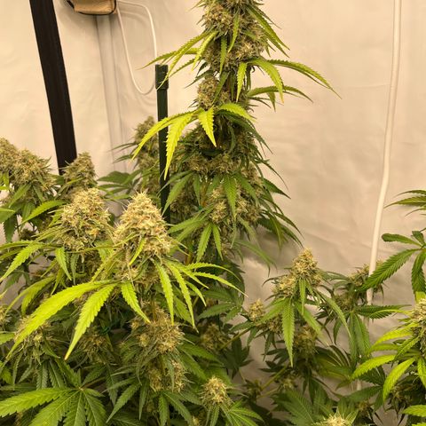 Special Kush #1 growlog timeline photo