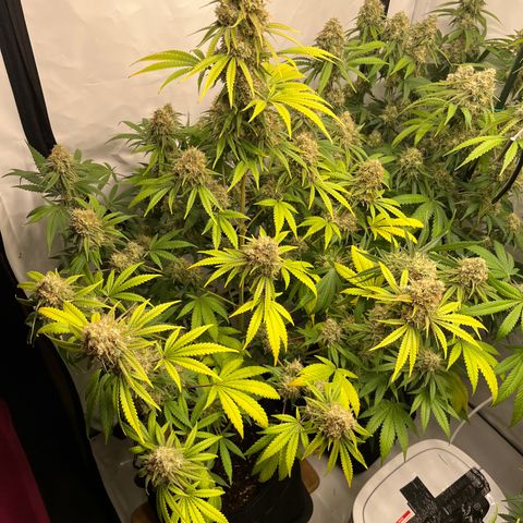 Special Kush #1 growlog timeline photo