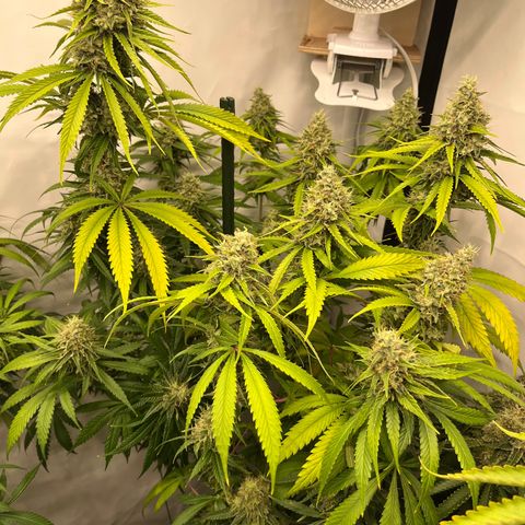 Special Kush #1 growlog timeline photo