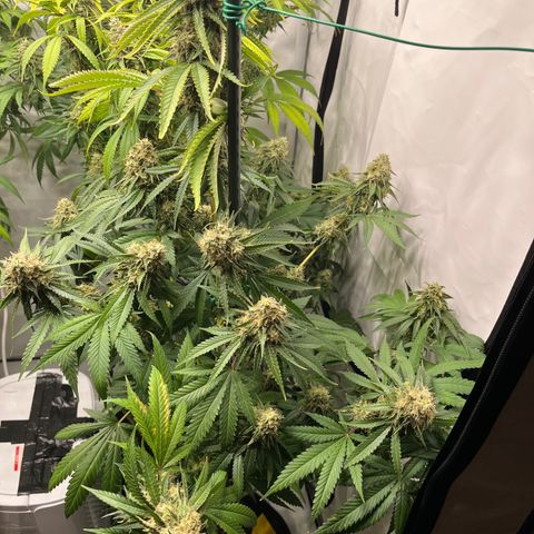 Special Kush #1 growlog timeline photo