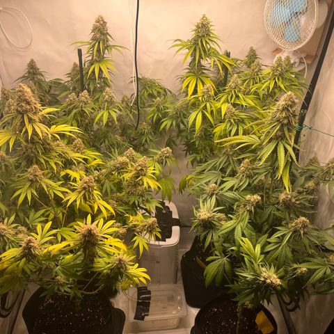 Special Kush #1 growlog timeline photo