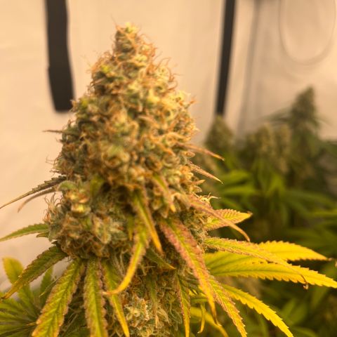 Special Kush #1 growlog timeline photo