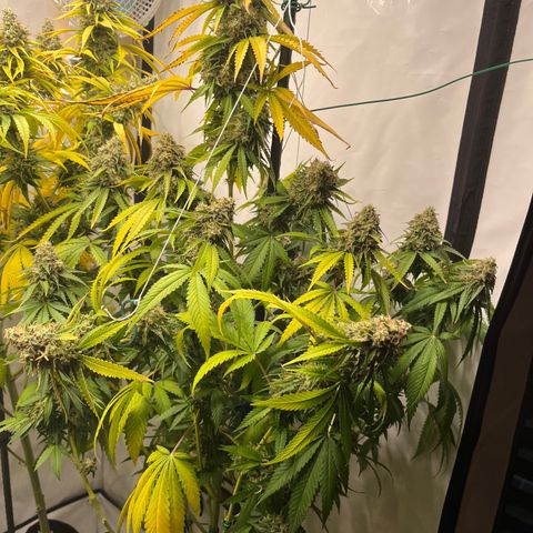 Special Kush #1 growlog photo: Last Day light!!! 48h darkness 