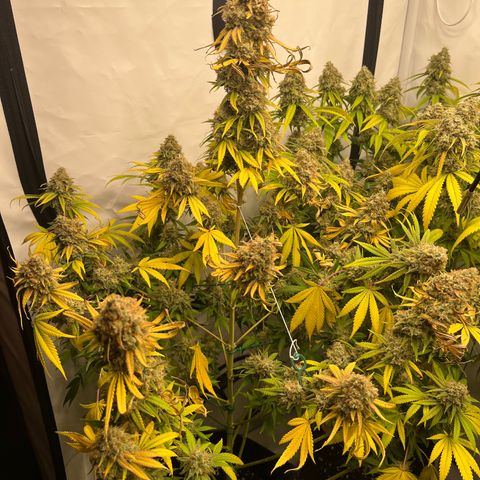 Special Kush #1 growlog photo: Last Day light!!! 48h darkness 