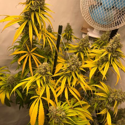 Special Kush #1 growlog photo: Last Day light!!! 48h darkness 