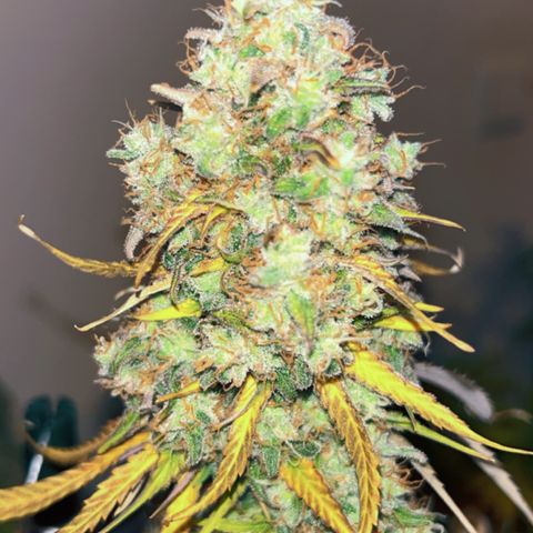 Special Kush #1 growlog timeline photo