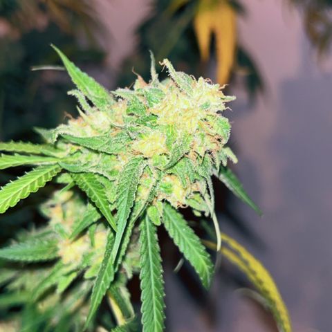 Special Kush #1 growlog timeline photo