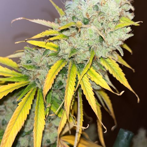 Special Kush #1 growlog timeline photo