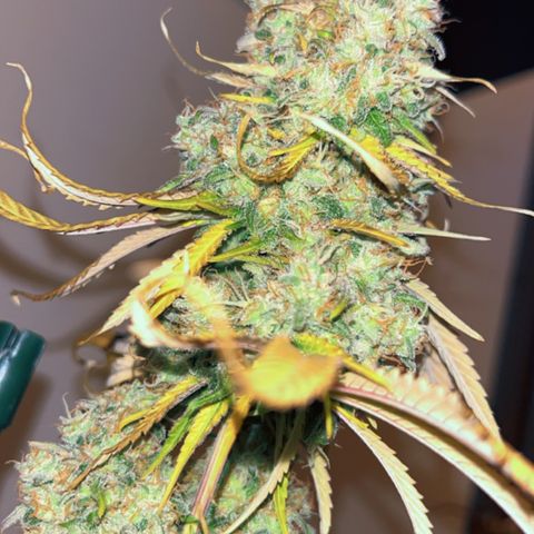 Special Kush #1 growlog timeline photo