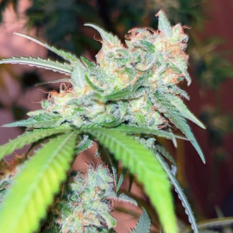 Special Kush #1 growlog timeline photo