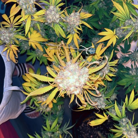 Special Kush #1 growlog timeline photo
