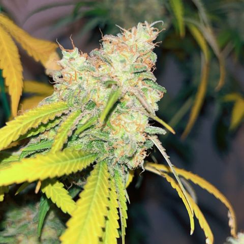 Special Kush #1 growlog timeline photo