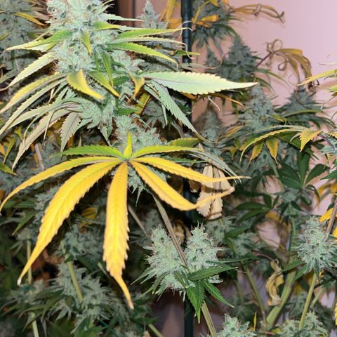 Special Kush #1 growlog timeline photo